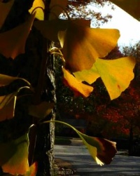 Every particular in nature, a leaf, a drop, a crystal, a moment of time is related to the whole, and partakes of the perfection