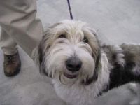 PBGV Puppy at his first Dog Show