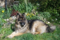 Zeus relaxing in the Sun