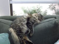 Hairy Beastie - So comfy; I can sleep anywhere!