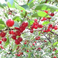 Door County, Wisconsin cherries