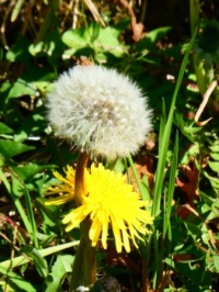 Dandelions
