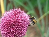 Busy Bee, Threave Garden, Dumfries & Galloway