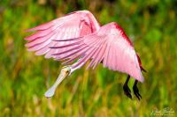 Roseate Spoonbill