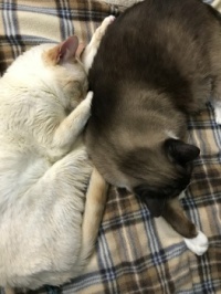 Sleeping babies