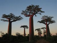 Madagascar trees