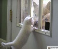 Can Kitty come out to play?