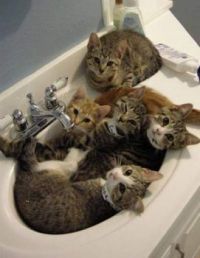 A Sink Full of Kitties