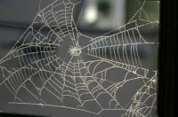 Spidy's Web