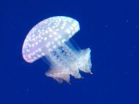 Jellyfish at Ripley's Aquarium in Toronto
