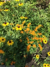 Black eyed Susan and unknown orange plant
