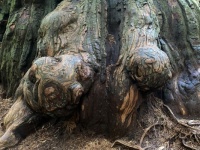 Giant Redwood Burls