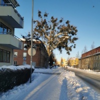 Tree with a lot of mistletoes