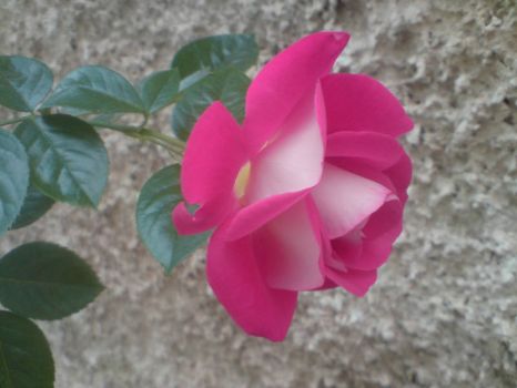 Rose Osiria