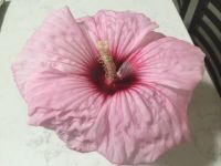 Mallow Flower