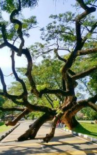 Tree in Taiping
