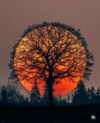 Moon Tree