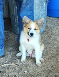 Little Miss Spunky, 4 months old
