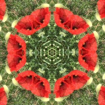 kaleidoscope 47 poppies in a field medium