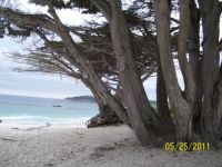 Sea & old tree