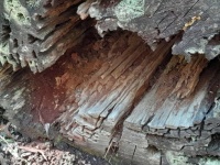 Inside a fallen tree