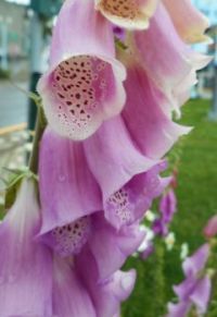 Flower in Ketchikan, Alaska