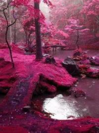 Pink forest