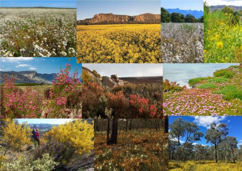 Beautiful and Unusual Flowers Australian Natives  Wildflowers of Victoria  Scenery