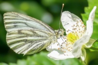 Schmetterling 1