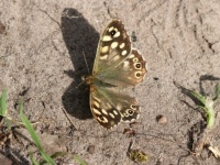Speckled wood - Pararge aegeria (Bont zandoogje)
