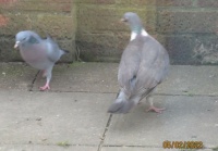 Rock Dove and Wood Pidgeon stand-off!!!!