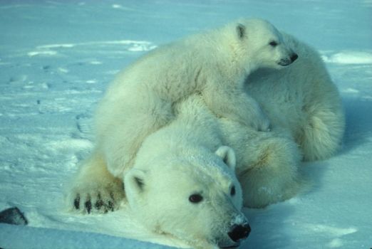 Polar Bear Babies 6/9/18