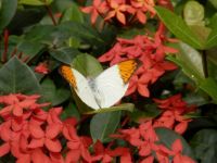 13,02,19 St. Maarten Butterfly