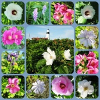 portland headlight flowers