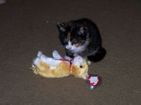 Calico says,  "Soon I will be larger than you"!