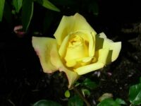Grandma's Yellow Rose