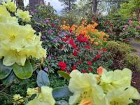 Six Rhododendrons and an Azalea