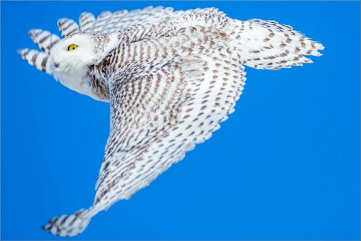 Snowy Owl (Bubo scandiacus) by Christopher Martin