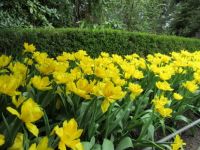 Yellow Tulips (April 2017)