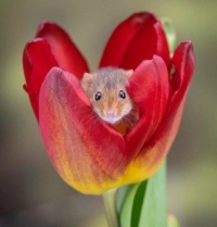Hiding in a tulip