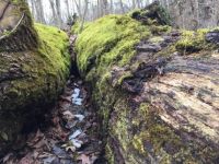 Between two fallen trees.jpg