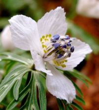 pretty white flower