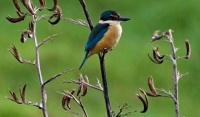 Kingfisher on New Zealand Flax