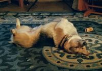Corgi sleep