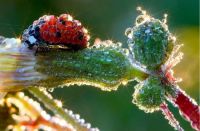 Ladybug in dew