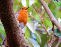 Robin Redbreast on the pull!