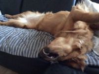 Molly sleeping