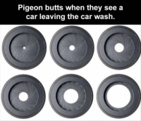 Pigeon Situations