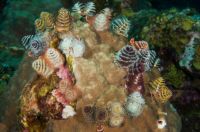 Christmas Tree Worm Cluster