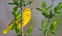 ~Yellow Warbler~